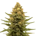 thumb of Plante de Lemon Auto