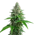 thumb of Plante de Lemon Cherry Gelato Auto