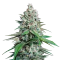thumb of Lemon Cherry Gelato Plante