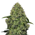 thumb of Lithium OG Kush plant