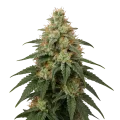 thumb of Plante de cannabis London Pound Cake