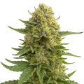 thumb of Plante de Love Potion Auto