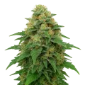 thumb of Plante de Lowryder Auto