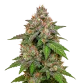 thumb of Plante de LSD Auto
