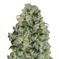 thumb of MAC 1 plante