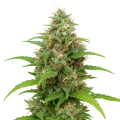 thumb of Plante de Magnum Auto