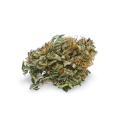 thumb of Master Kush bud