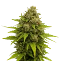 thumb of Plante de Maui Waui Auto