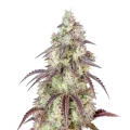 thumb of Plante de cannabis Mendo Breath