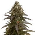 thumb of Plante de Mimosa Auto