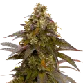 thumb of Plante de Mimosa