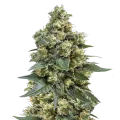 thumb of MK Ultra Plante