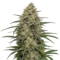 thumb of Moby Dicky Plante