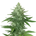 thumb of Plante de Moonshine Cookies Auto