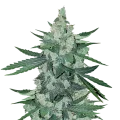 thumb of Moonshine Cookies Plant