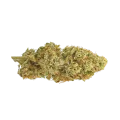 thumb of Motor Breath Bud