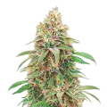 thumb of Motor Breath Plante