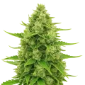 thumb of Plante de Northern Lights Auto