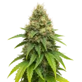 thumb of Plante de Northern Lights X Big Bud Auto