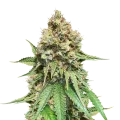 thumb of Northern Lights x Big Bud Plante