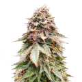 thumb of Nova OG plante