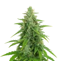 thumb of Plante de OG Kush Auto