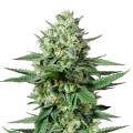 thumb of OG Kush CBD plant