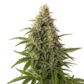 thumb of Plante de Peanut Butter Breath Auto
