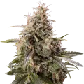 thumb of Peanut Butter Breath Plant