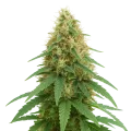 thumb of Plante de Pineapple Express Auto