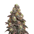 thumb of Plante de Pink Rozay Auto