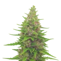 thumb of Plante de Pink Runtz Auto