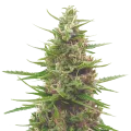 thumb of Pink Runtz Plant