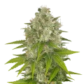 thumb of Power Kush plant