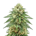thumb of Plante de cannabis Puff Pastry
