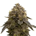 thumb of Plante de Purple Gelato Auto
