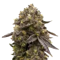 thumb of Purple Gelato Plant