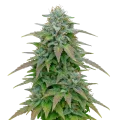 thumb of Plante de Purple Haze Auto
