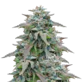 thumb of Purple Haze plant