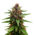 thumb of Plante de Purple Kush Auto