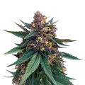 thumb of Purple Kush plant