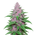thumb of Plante de Purple Lemonade Auto