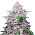 thumb of Purple Lemonade Plant