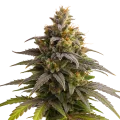 thumb of Plante de Purple Punch Auto