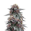 thumb of Purple Urkle plant