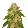 thumb of Plante de Rainbow Auto