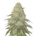 thumb of Plante de cannabis Rainbow Belts