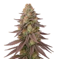 thumb of Plante de Red Devil Auto