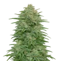 thumb of Plante de cannabis Romulan