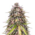thumb of RS11 Rainbow Sherbert 11 Plante